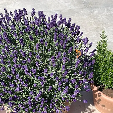 Bergleben * Шладмінг